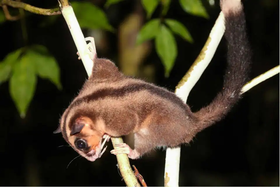 Phát hiện chấn động về hai loài thú có túi tại New Guinea vốn được cho là đã tuyệt chủng 6000 năm - Ảnh 1.