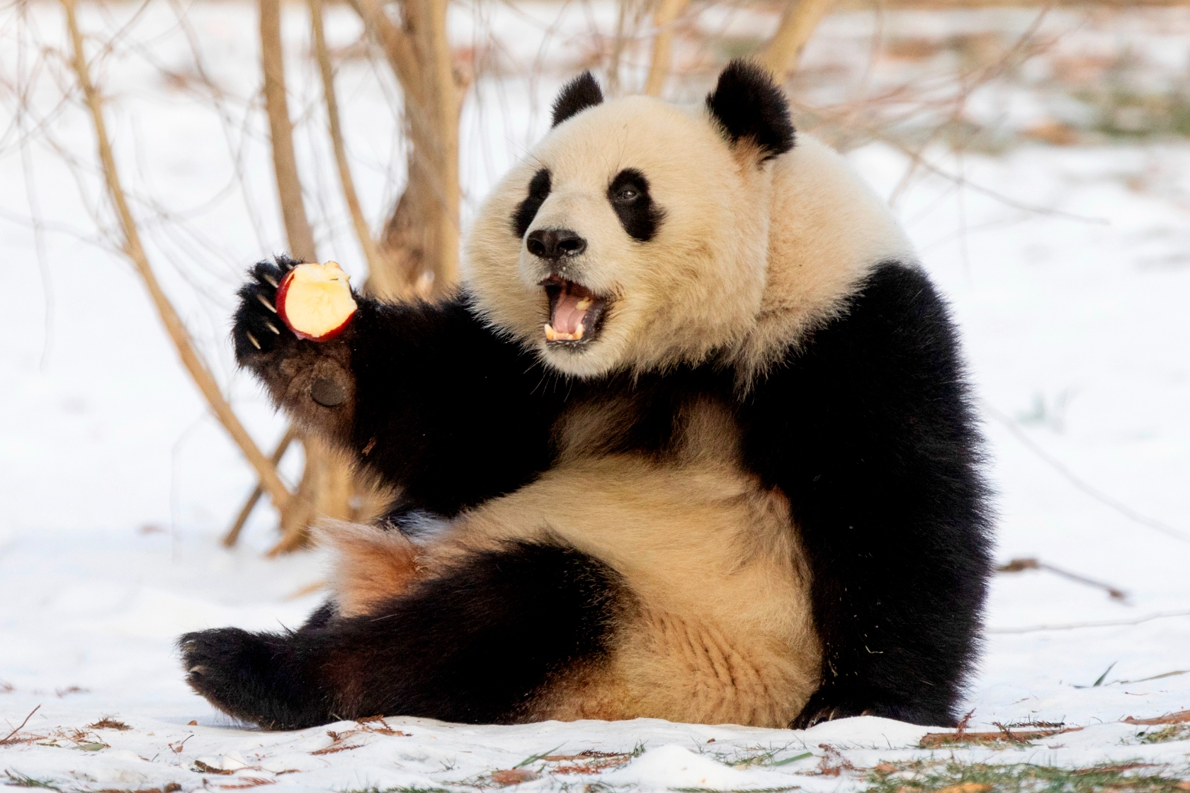 250124pandas01-1776050669258-17760506693661110745424-1
