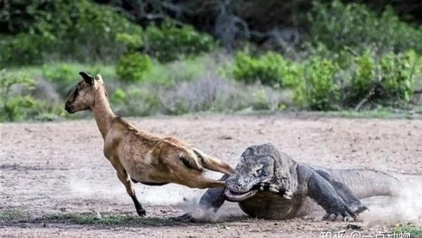 Nọc độc của rồng Komodo rốt cuộc đáng sợ đến mức nào?