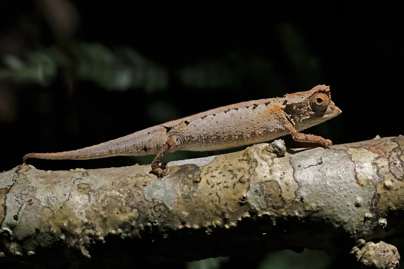 2560px-plated-leaf-chameleon-28b-1782187571269-1782187571530357122903