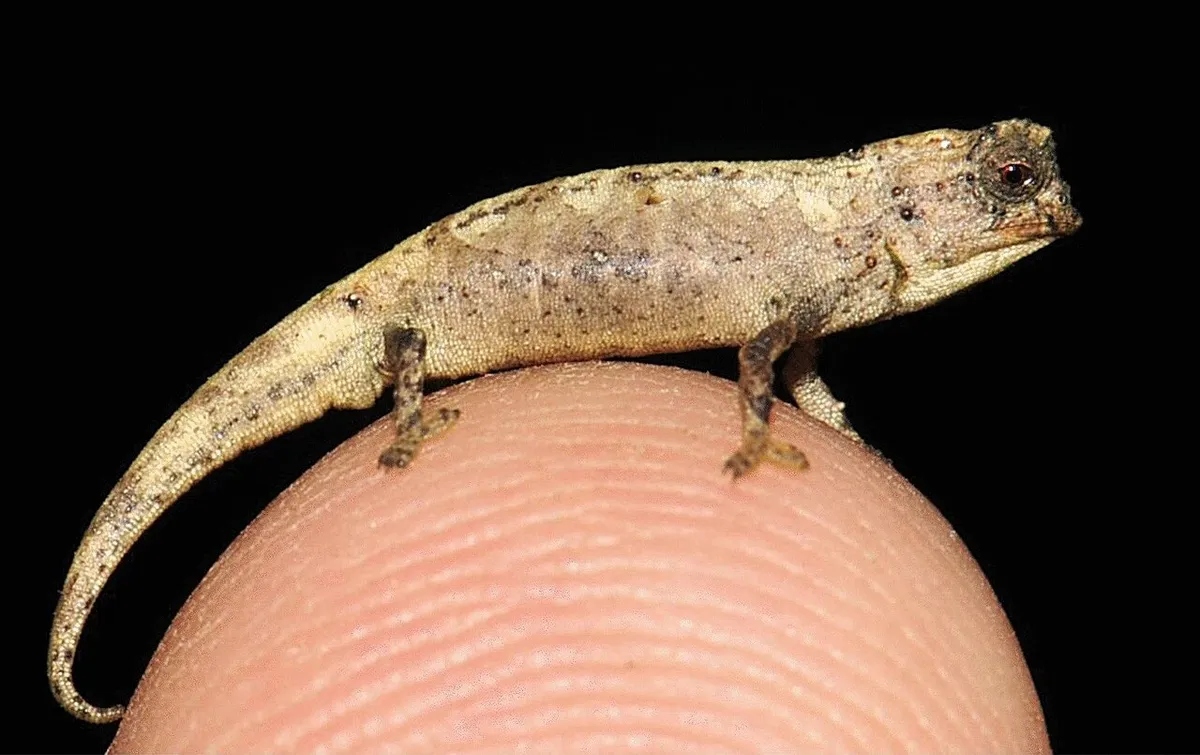 brookesia-nana-l-1782187576292-17821875764061356685090