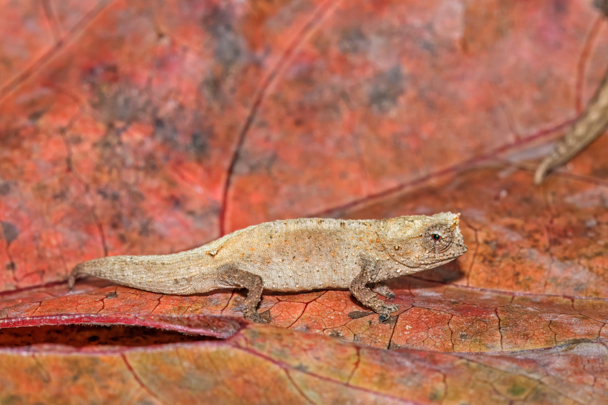 montagnedambreleafchameleonb-1782187573772-17821875739331560248379