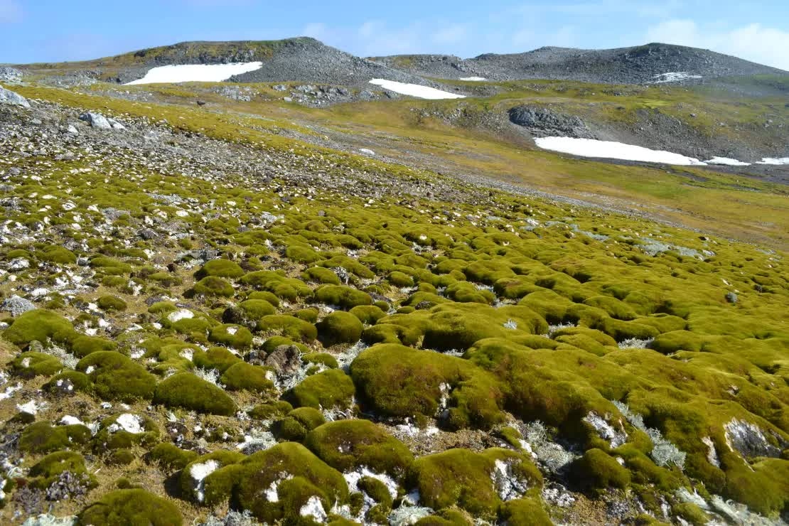 antarctica-6-20241003210421063-1-1785730214650-17857302148561364485948