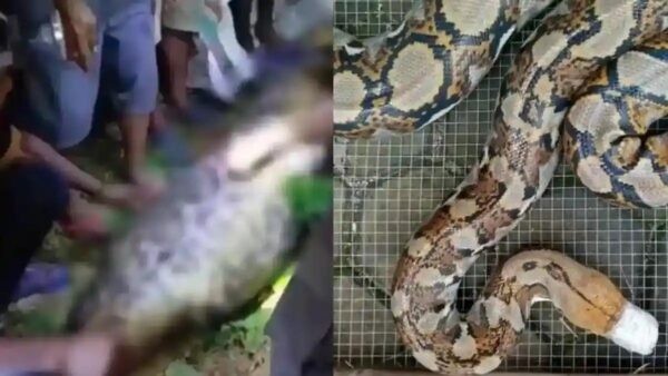 Bi kịch kinh hoàng tại Indonesia: Người đàn ông bị con trăn gấm nuốt chửng trên đường về nhà