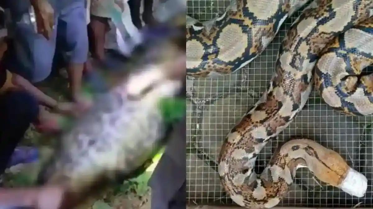 Bi kịch kinh hoàng tại Indonesia: Người đàn ông bị con trăn gấm nuốt chửng trên đường về nhà