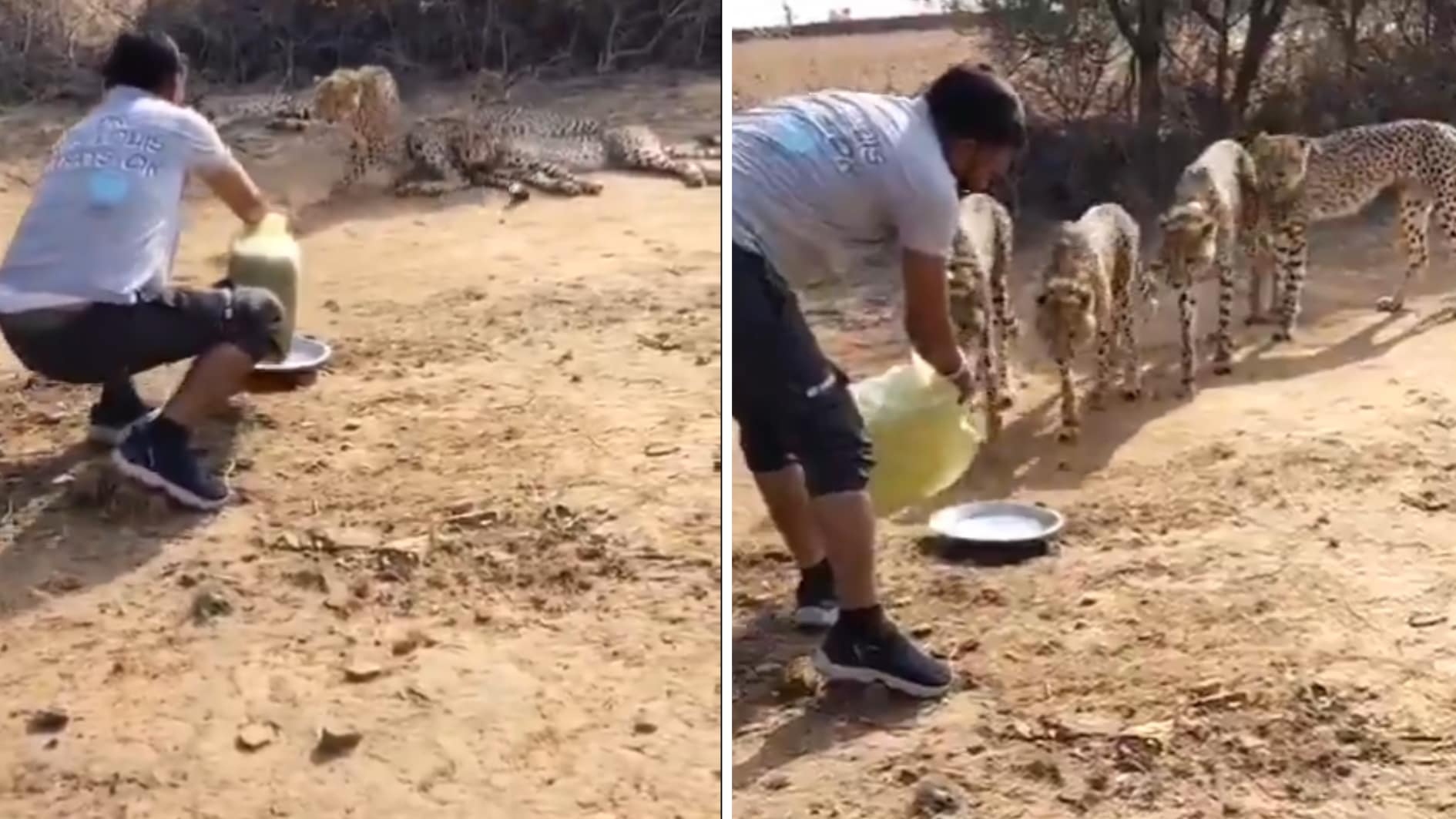cheetah1743911594771-1786079154461-17860791546711435040263