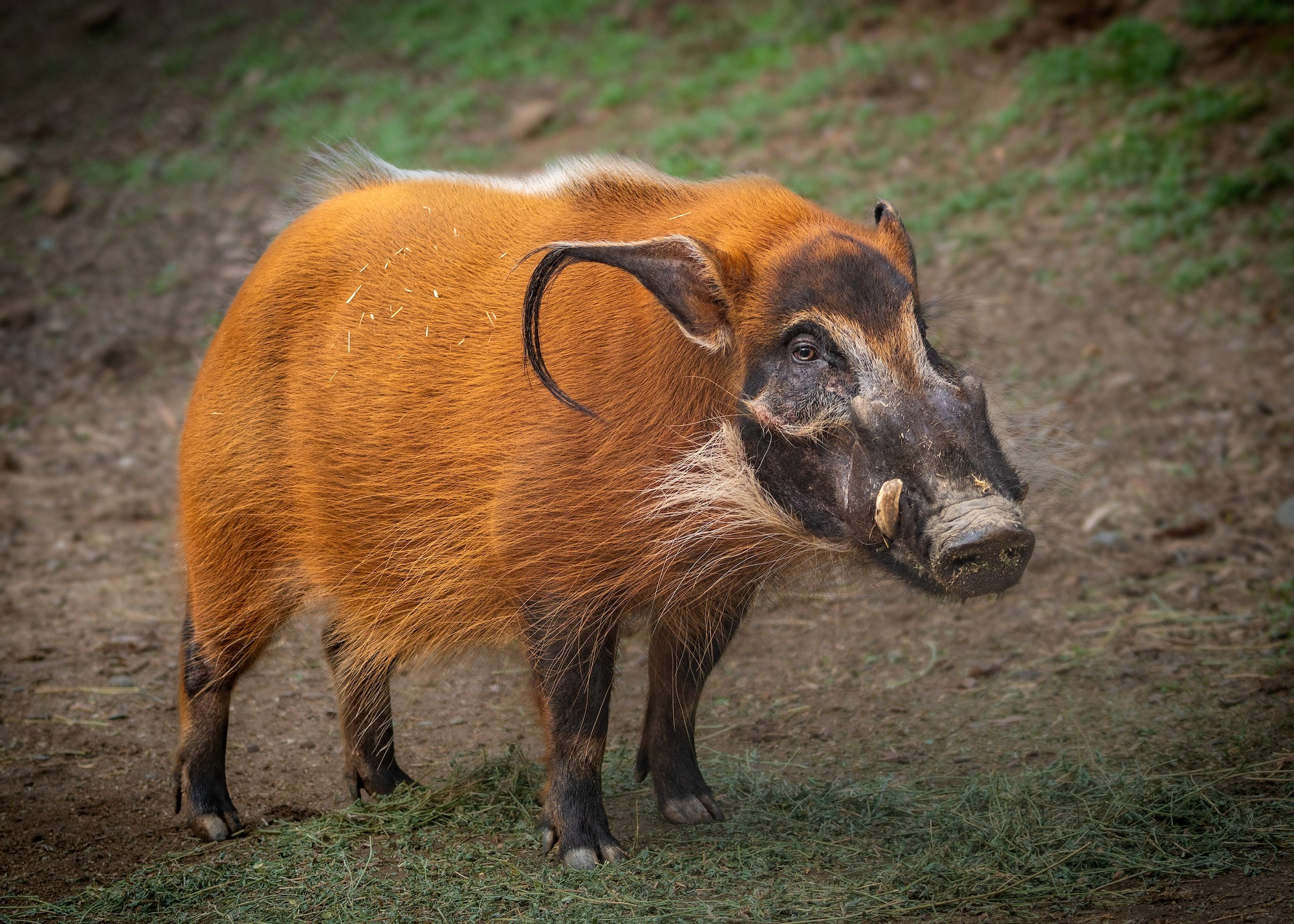 red-river-hog-male-jep9601-1785470553582-1785470553817101695883