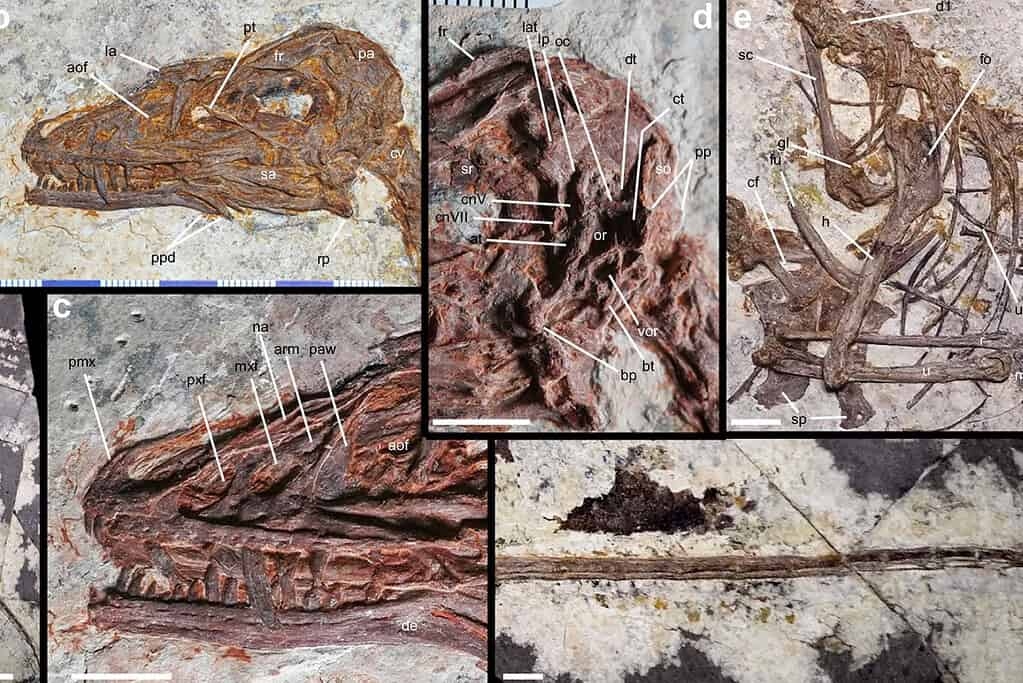four-winged-dinosaur-1024x683-1791516950299-1791516950676649705036